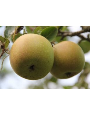 Lei-appelboom | Malus domestica Luntersche Pippeling
