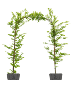 Rode beuk in boogvorm | Fagus syl. Atropunicea