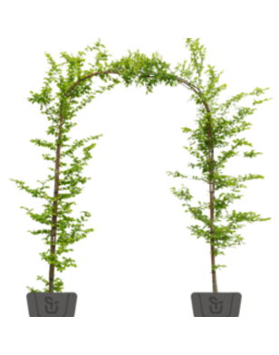 Rode beuk in boogvorm | Fagus sylvatica Atropunicea