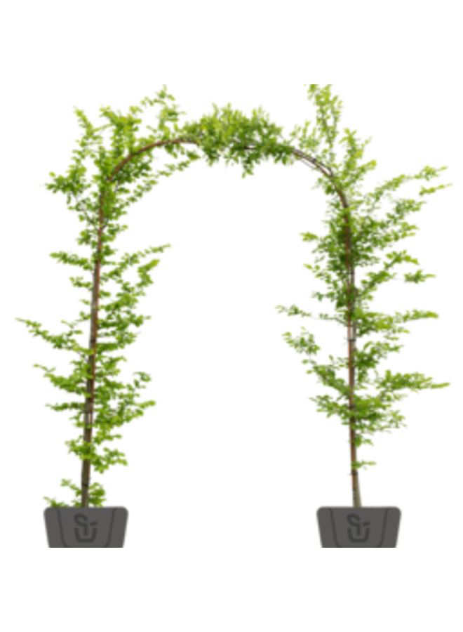 Rode beuk in boogvorm | Fagus syl. Atropunicea