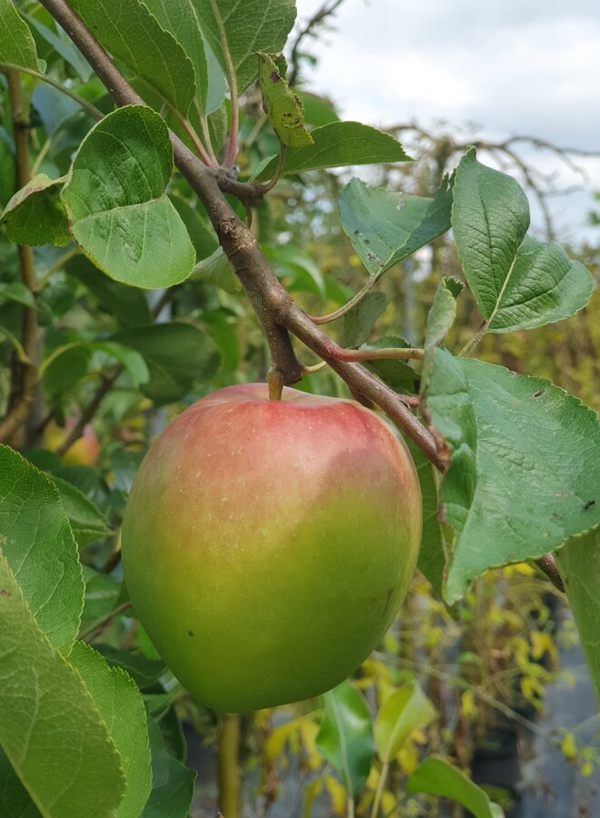 Lei-appelboom | Malus domestica Notarisappel