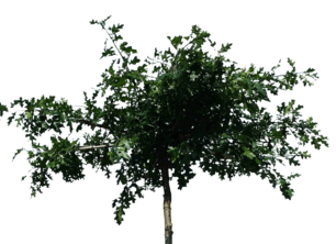 Dakbomen: de soorten en voordelen