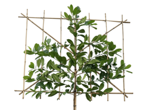 Leibomen: aanplanten en verzorgen