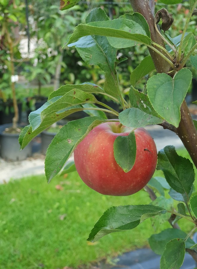 Appelboom | Malus domestica Elstar  | dakboom
