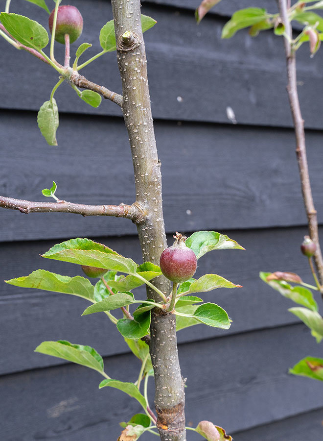 Appelboom | Malus domestica Elstar  | dakboom