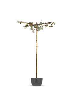 Appelboom | Malus domestica Elstar | dakboom