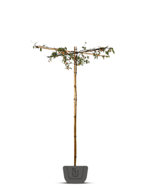 Appelboom | Malus domestica Elstar  | dakboom