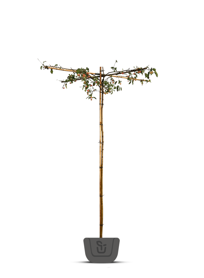 Appelboom | Malus domestica Elstar | dakboom