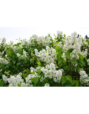Dwerg sering | Syringa meyeri Flowerfesta White