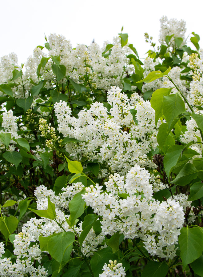 Dwerg sering | Syringa meyeri Flowerfesta White