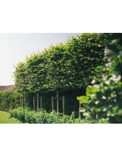 Laanbomen