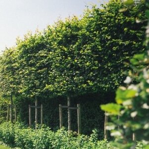 Laanbomen