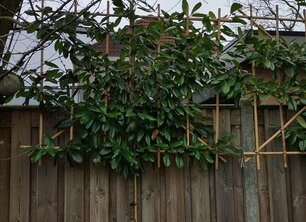 De top 5 leibomen: Jouw ideale privacy groengordijn