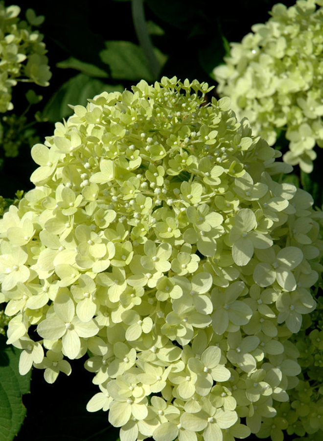 Hortensia op stam | Hydrangea paniculata Limelight
