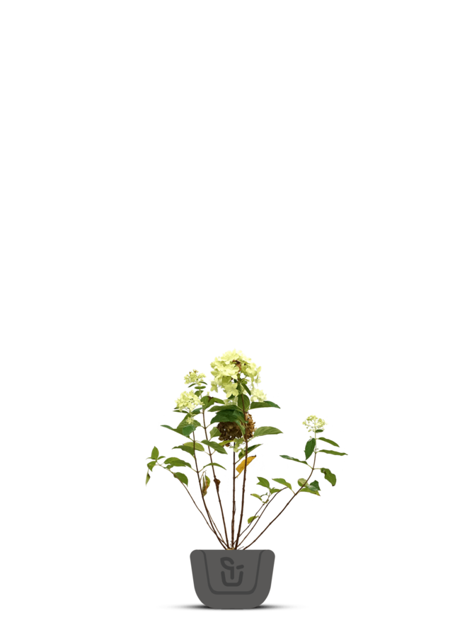 Hortensia op stam | Hydrangea paniculata Limelight