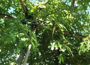 De beste tijd om dakbomen te planten