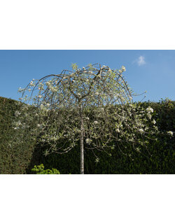 Treurbomen