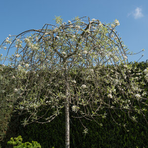 Treurbomen