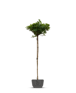 Hortensia op stam | Hydrangea pan. Limelight