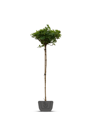 Hortensia op stam | Hydrangea paniculata Limelight