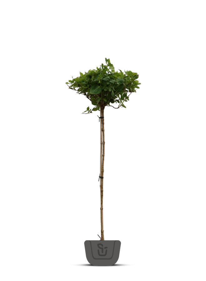 Hortensia op stam | Hydrangea paniculata Limelight