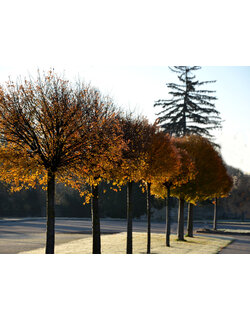 Bomen op stam