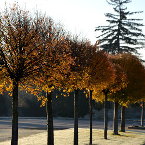 Bomen op stam