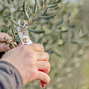 Mediterrane bomen
