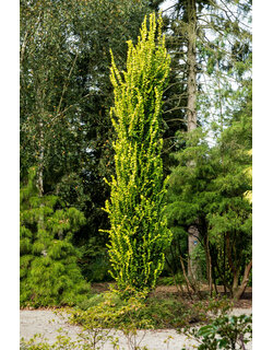 Zuilbomen