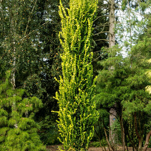 Zuilbomen