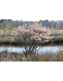 Meerstammige bomen