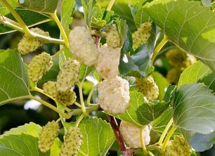 De ecologische voordelen van leibomen