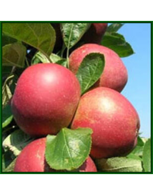 Lei-appelboom | Malus domestica Rode Boskoop
