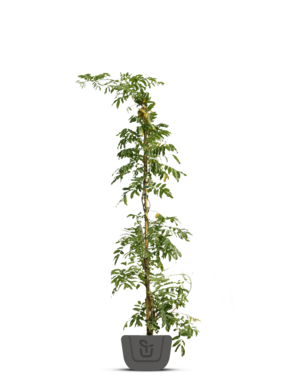 Klimplant | Passiflora caerulea
