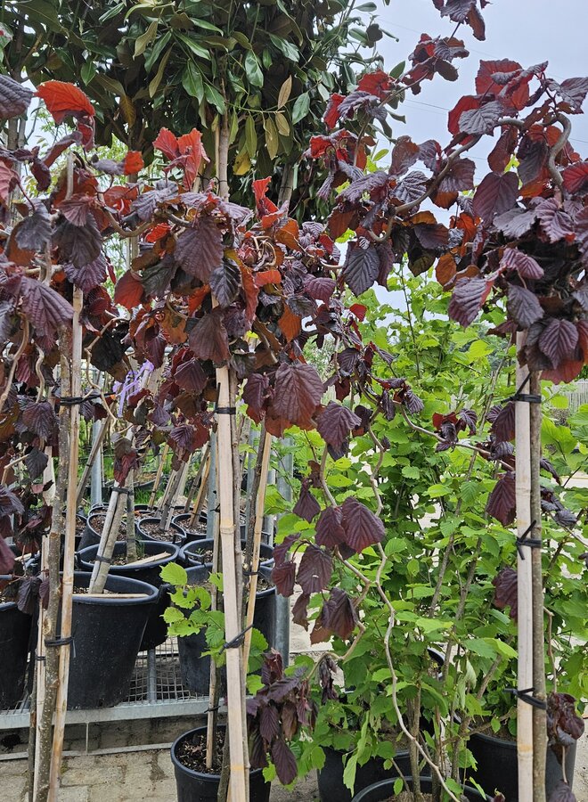 Paarse Hazelaar  op stam | Corylus avellana Red Majestic