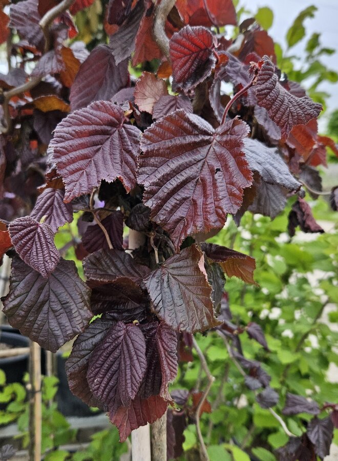 Paarse Hazelaar  op stam | Corylus avellana Red Majestic
