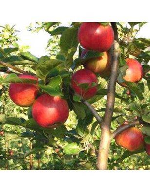 Lei-appelboom | Malus domestica Santana