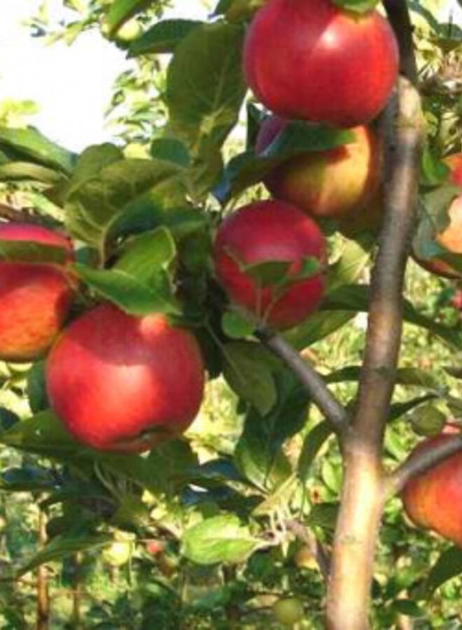 Lei-appelboom | Malus domestica Santana