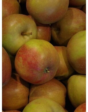 Lei-appelboom | Malus domestica Schone van Boskoop