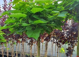 Hoe wordt een bolboom gemaakt?