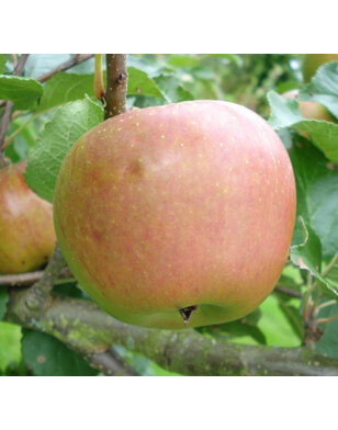Lei-appelboom | Malus domestica Winston