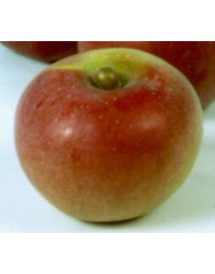 Lei-appelboom | Malus domestica Winterramboer