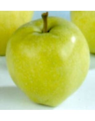 Lei-appelboom | Malus domestica Yellow Transparent