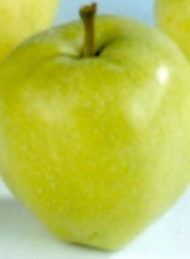 Lei-appelboom | Malus domestica Yellow Transparent