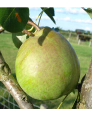 Lei-perenboom | Pyrus communis Beurre Alexandre Lucas
