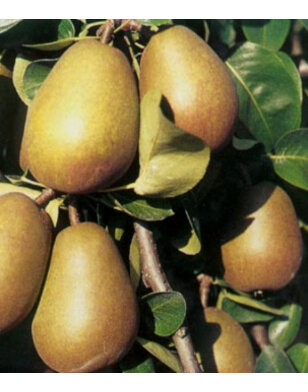 Lei-perenboom | Pyrus communis Beurre Hardy