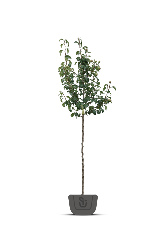 Perenboom | Pyrus communis Beurre Hardy