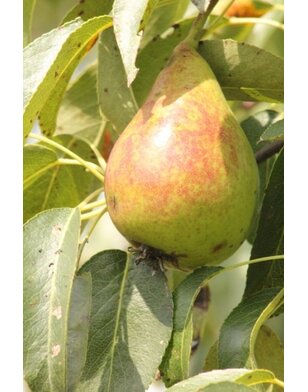 Lei-perenboom | Pyrus communis Bonne Louise d'Avranches