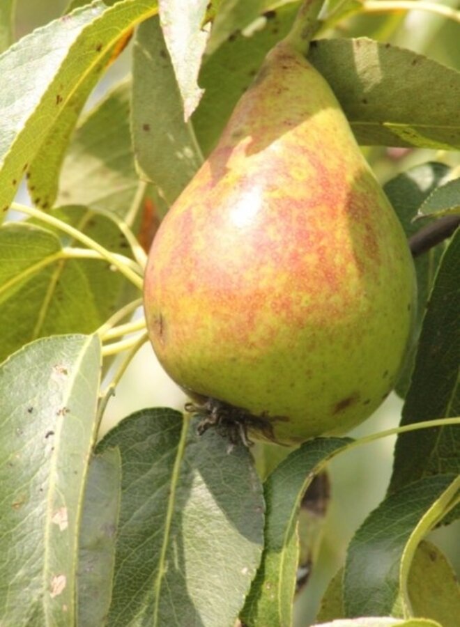 Lei-perenboom | Pyrus communis Bonne Louise d'Avranches