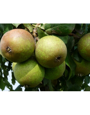 Lei-perenboom | Pyrus communis Charneux